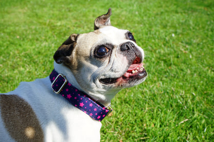 Blue Sky Stars Dog Collar