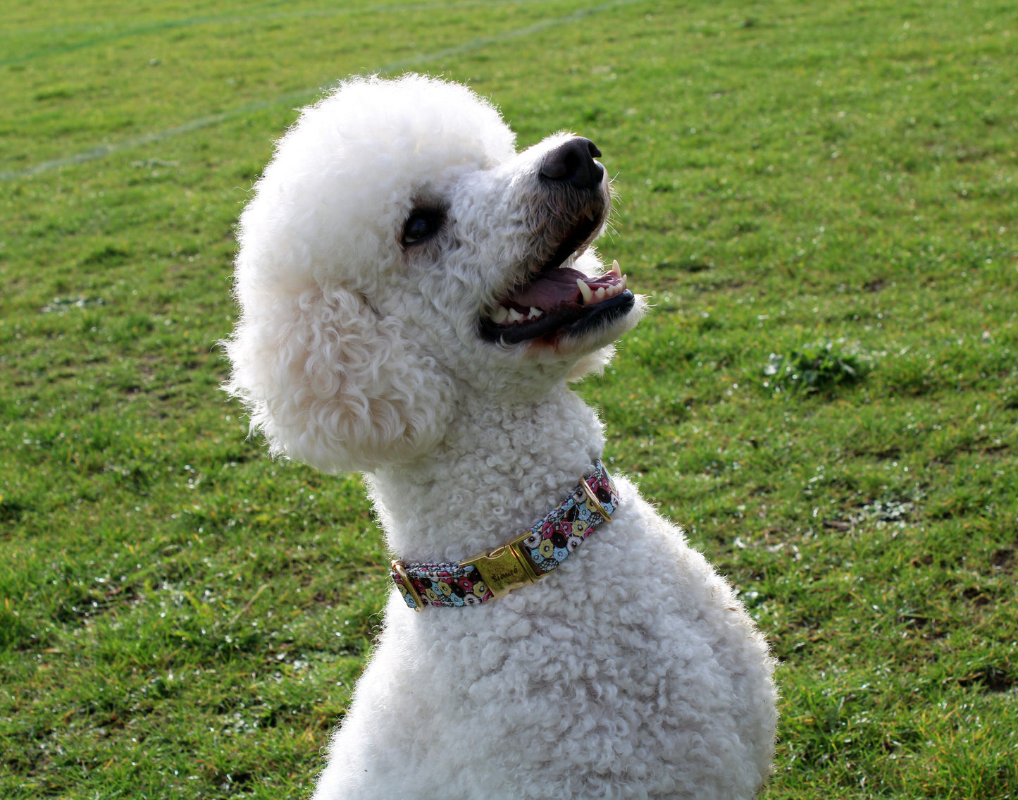 Donut Design Dog Collar