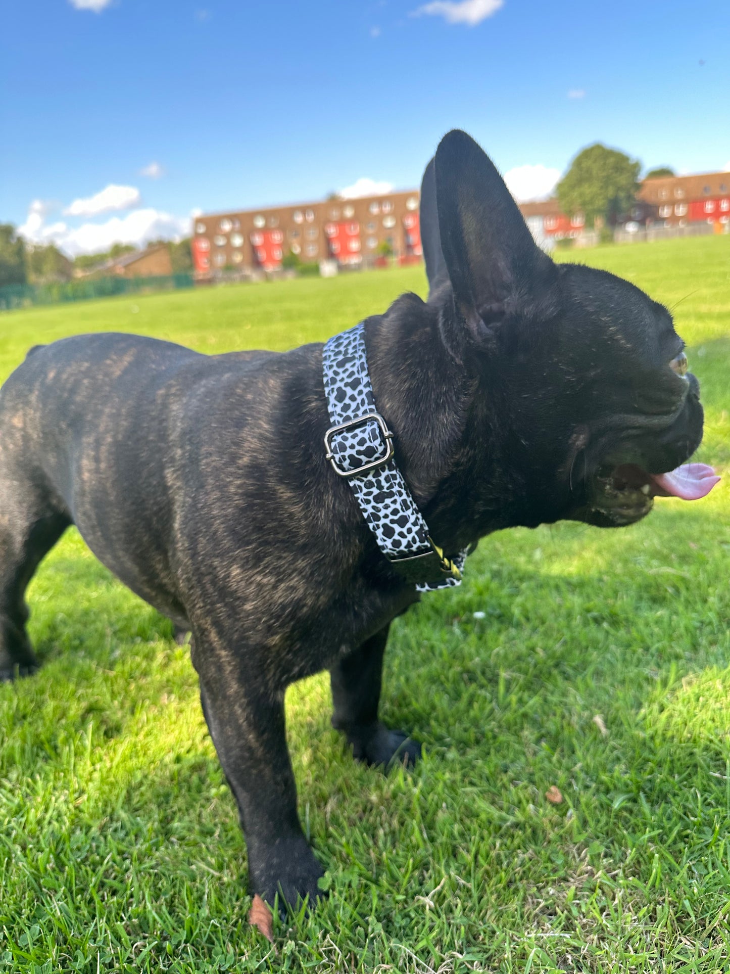 Animal Print Black & White Dog Collar